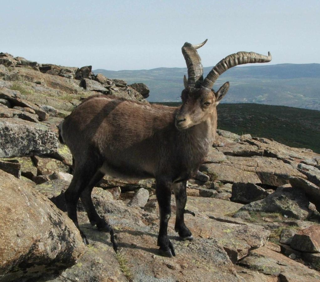 El Nido De Gredos Cuco Apartamento Con Chimenea Navarredonda de Gredos Luaran gambar